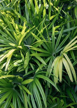 Palmiye yaprakları tropikal esintide sallanıyor, canlı yeşil yaprakları gür orman bitkisine ekleniyor, açık havada mükemmel bir doğal cennet yaratıyor..