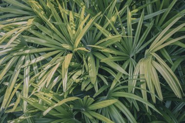 Palmiye yaprakları tropikal ormanda geniş bir alana yayıldı. Yeşil yapraklar güneş ışığında güneşlenerek doğal yağmur ormanlarında yemyeşil ve canlı bir atmosfer oluşturdu..