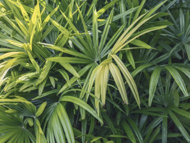 The palm leaves spread wide in the tropical jungle, their green foliage basking in the sunlight, creating a lush and vibrant atmosphere in the natural rainforest environment. clipart