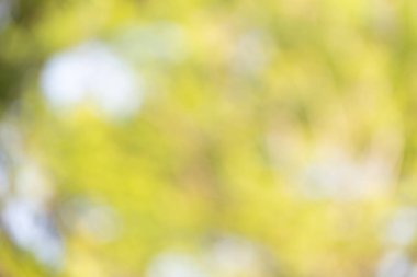 Soyut bulanık odak noktası Nane yeşili Bokeh yaprağı bahar ışığı çevre mavi yeşillik arka plan kavramı serin yaz dokusu, biyolojik bahar sakin günü, turkuaz duvar kağıdındaki organik sağlık bulanık park yaprağı.