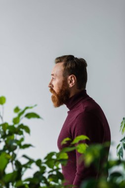 Side view of bearded model looking away near blurred plants isolated on grey  clipart