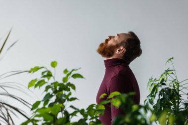 Side view of bearded model in turtleneck standing behind plants isolated on grey clipart