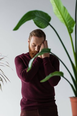 Burgundy Jumper 'lı şık bir adam. Gri bitkilerin yanında poz veriyor. 