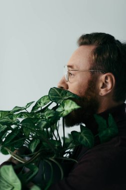 side view of bearded man in eyeglasses near plant with green leaves isolated on grey clipart