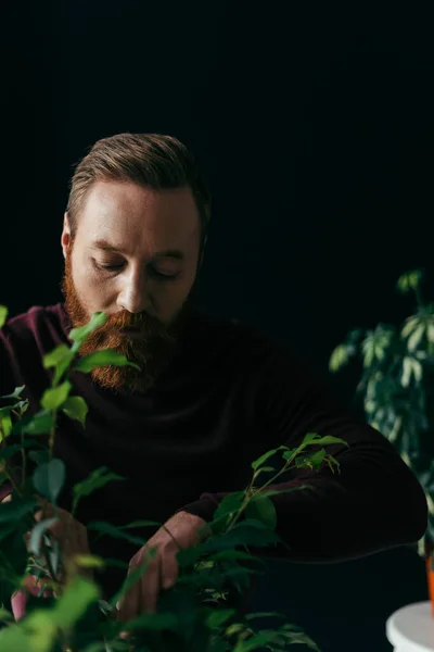 Bearded man in sweater looking at blurred green plant isolated on black