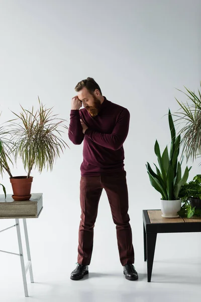 Full Length Stylish Bearded Man Posing Plants Grey Background — Stock Photo, Image