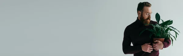Бородатый Мужчина Очках Бордовая Водолазка Цвета Держа Зеленое Растение Цветочном — стоковое фото