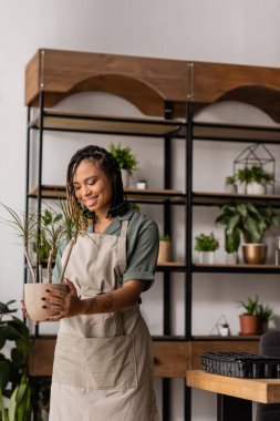 joyful african american florist in apron holding green potted plant near blurred rack in flower shop clipart