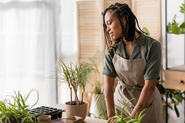 Önlüklü genç Afrikalı Amerikalı çiçekçi çiçekçide saksı bitkilerine bakıyor.