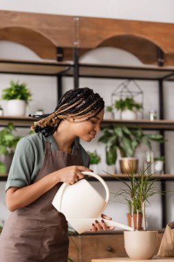 side view of african american florist with dreadlocks watering tropical plant in flower shop clipart