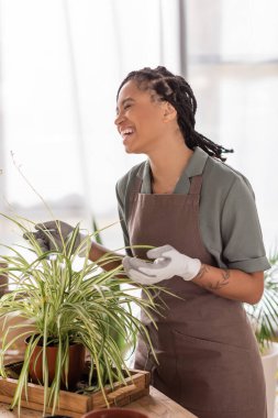 excited african american florist in apron and work gloves laughing near green plant in flower shop clipart