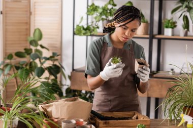 Genç Afrikalı Amerikalı çiçekçi elinde bitki ve saksı tutuyordu. Masadaki tahta kutuda toprağın yanında.