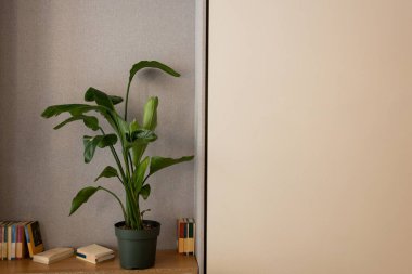 green plant in flowerpot near different books on shelf in hotel 