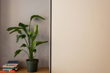 green plant in flowerpot near different books on shelf near wall  