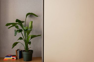 green plant in flowerpot near different books on shelf near wall in hotel 