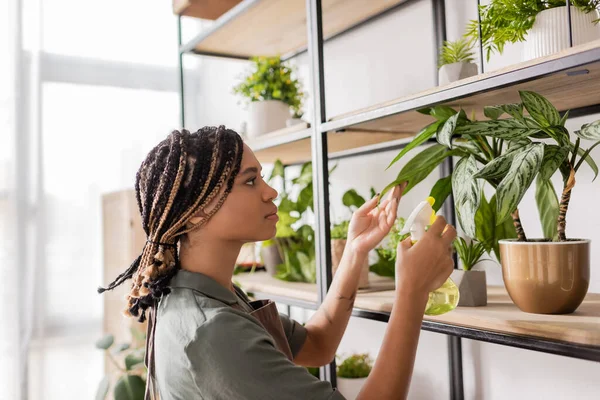 stock image side view of african american florist with braids spraying potted plant on rack in flower shop