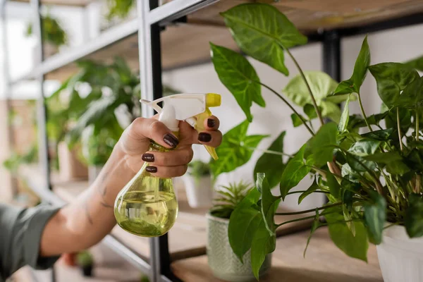 Stock image partial view of african american woman holding spray bottle with fresh water near green plant in flower shop