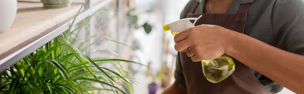 stock image cropped view of african american florist refreshing green plant with pure water from spray bottle, banner