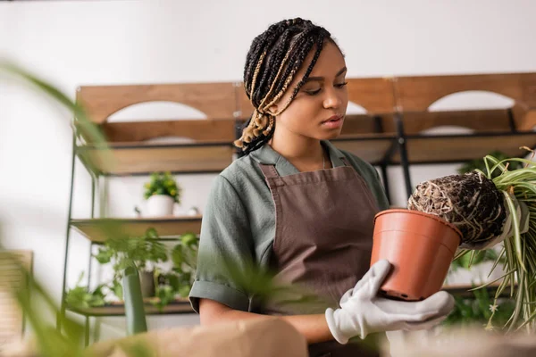 stock image young african american florist in apron holding flowerpot and plant on blurred foreground