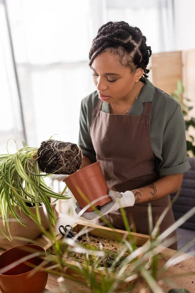 stylish african american florist in apron transplanting green plant in flower shop