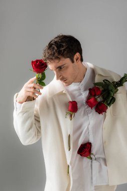 brunette man in white shirt and jacket posing with red roses isolated on grey