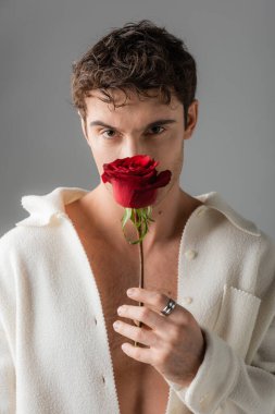 shirtless man in white jacket and silver finger ring obscuring face with red rose and looking at camera isolated on grey