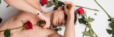 top view of sexy man with shirtless torso looking at camera while lying near red roses on white background, banner