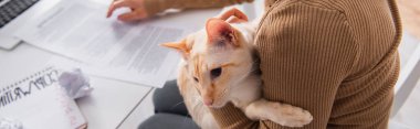 Cropped view of freelancer holding oriental cat and working at home, banner 