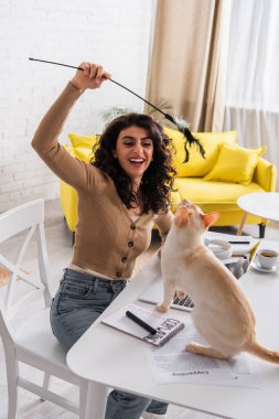 Positive copywriter playing with oriental cat near laptop and papers on table 