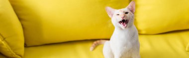 Oriental cat sitting on blurred yellow couch at home, banner 