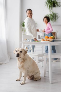 Labrador sitting near blurred african american couple cleaning kitchen 