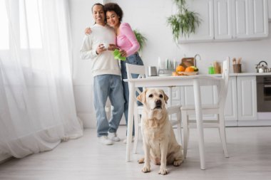 Labrador sitting near blurred african american couple with rag and coffee in kitchen 