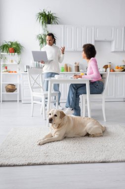 Labrador lying near african american couple working in kitchen 