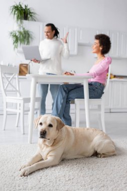 Labrador lying on carpet near blurred african american couple with laptop at home 