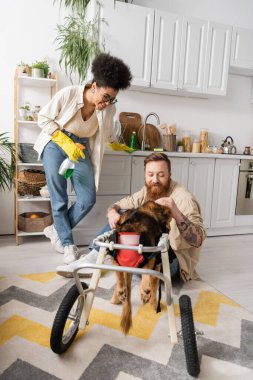 Gülümseyen Afrikalı Amerikalı kadın elinde deterjan, erkek arkadaşının yanında engelli köpeğini mutfakta okşuyor. 