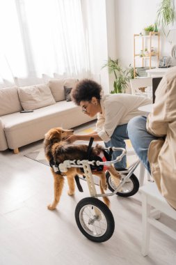 Gözlüklü Afrikalı Amerikalı kadın tekerlekli sandalyede sakat köpeği okşuyor. 