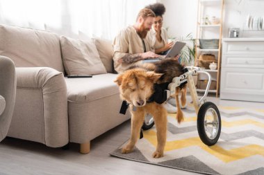 Tekerlekli sandalyedeki engelli köpek evde dizüstü bilgisayar kullanarak ırklar arası bulanık bir çiftin yanında duruyor. 