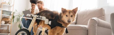 Tekerlekli sandalyedeki engelli köpek evde dizüstü bilgisayar ve pankart kullanarak çok ırklı bir çiftin yanında duruyor. 