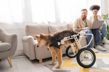 Tekerlekli sandalyedeki engelli köpek, evde dizüstü bilgisayarlı, gülümseyen ırklar arası bir çiftin yanında duruyor. 