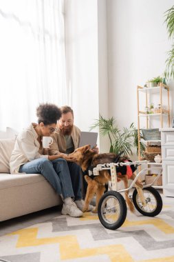 Kahveli ve dizüstü bilgisayarlı gülümseyen çift engelli köpeği evde okşuyor. 