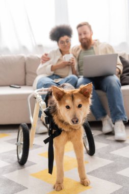 Tekerlekli sandalyedeki engelli köpek evde çok ırklı bir çiftin yanında duruyor. 