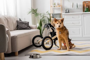 Özel ihtiyaçları olan köpek kasenin yanındaki kameraya ve tekerlekli sandalyeye bakıyor. 