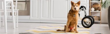 Özürlü köpek evde tekerlekli sandalyenin yanında otururken kameraya bakıyor. 