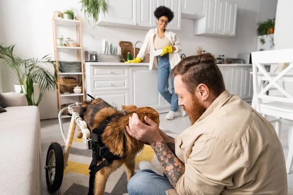 Tattooed man petting disabled dog on wheelchair near blurred african american girlfriend in kitchen