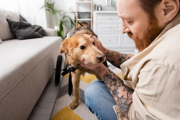 Bearded man with tattoo petting disabled dog on wheelchair near couch at home