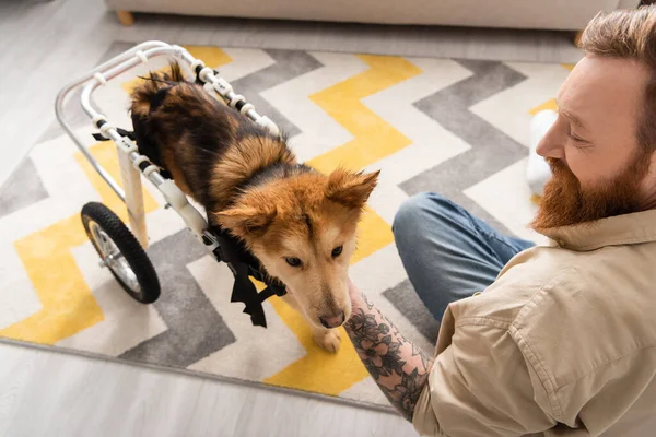 家で車いすの上の障害者の犬を笑顔とペッティング入れ墨の男の高い角度ビュー — ストック写真