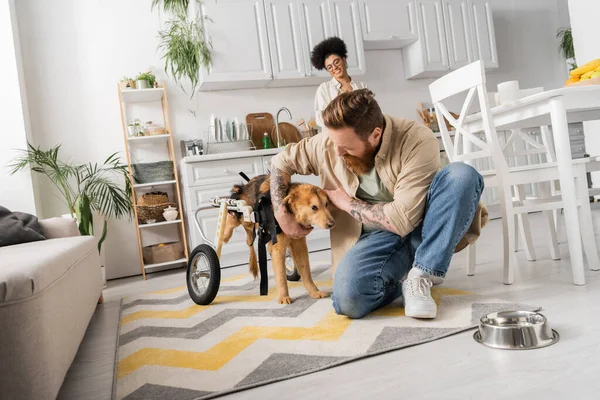 Bearded man petting disabled dog on wheelchair near bowl and blurred african american girlfriend at home