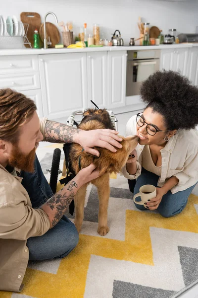 Positive African American Woman Holding Cup Coffee Petting Disabled Dog — Stock Photo, Image