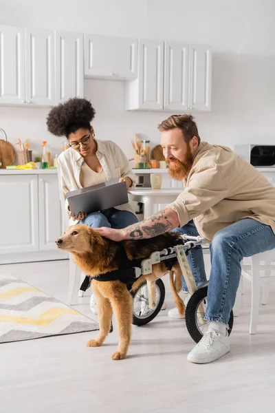 Smiling man petting handicapped dog near african american girlfriend with laptop in kitchen