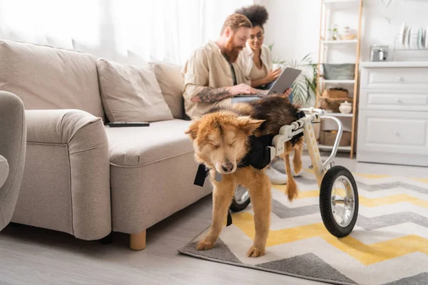 Disabled dog on wheelchair standing near blurred interracial couple using laptop at home